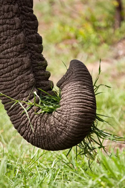 Close-up van olifant eten groen gras — Stockfoto