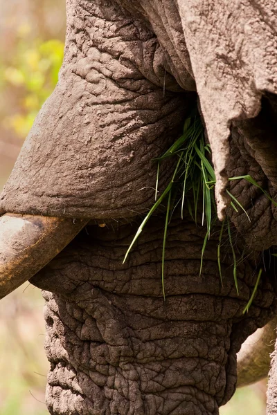 Close-up van olifant eten groen gras — Stockfoto