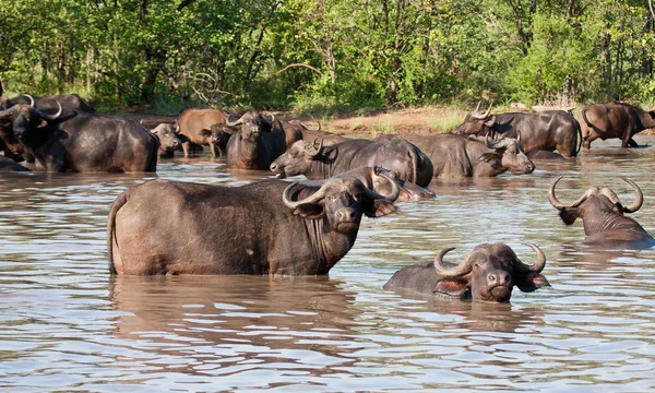 Manada de búfalos descansando en un pozo de agua — Foto de Stock