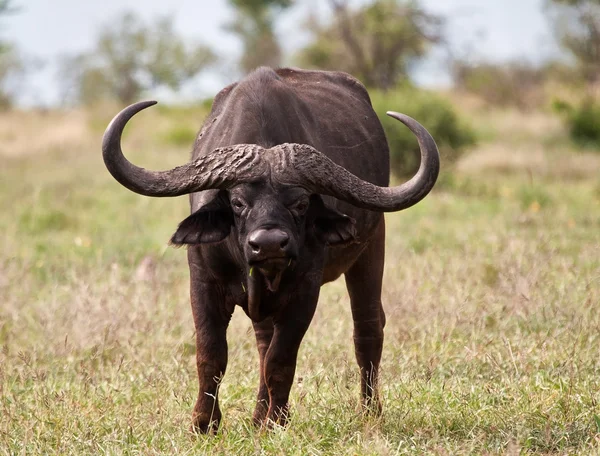 Büffelbulle mit riesigen Hörnern — Stockfoto