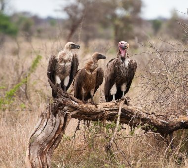 Three vultures sitting on branch clipart