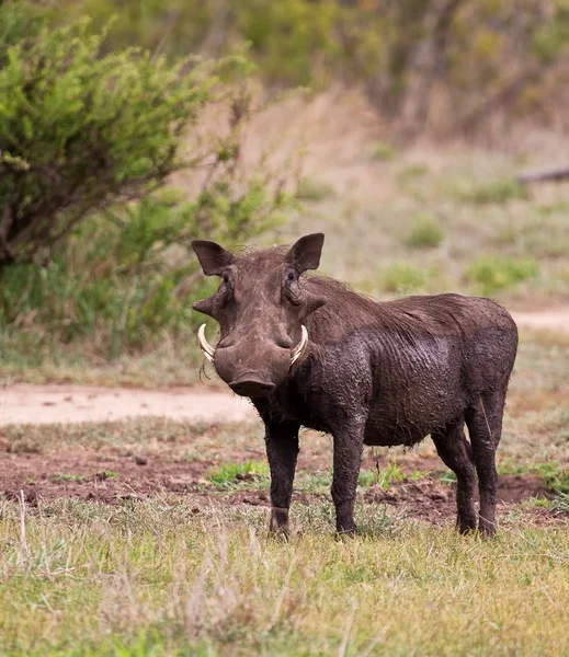 Warthog molhado com lama — Fotografia de Stock