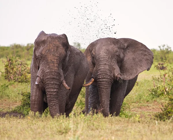 Two elephant having a mud bath splash
