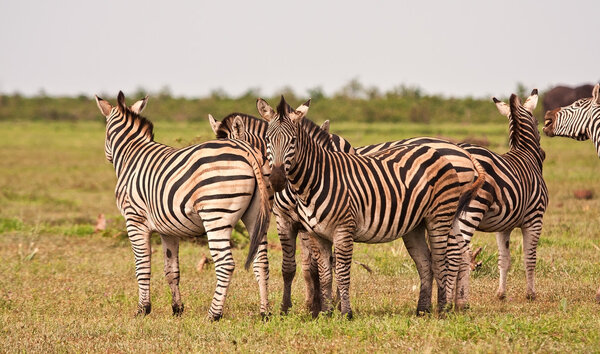 Herd of zebra on a grass plain standing watching
