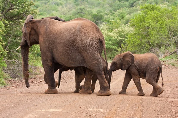 Elefant familj korsar vägen — Stockfoto