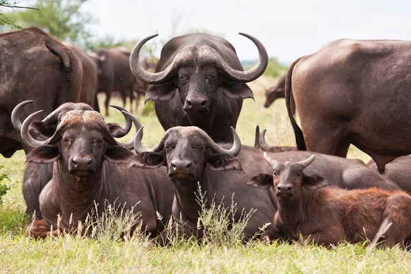 Mandria di bufali che riposa sull'erba — Foto Stock