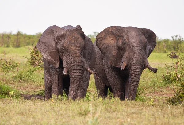 Two elephant having a mud bath splash — Stock Photo, Image