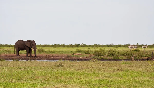 Einzelner Elefant steht am Wasserloch — Stockfoto