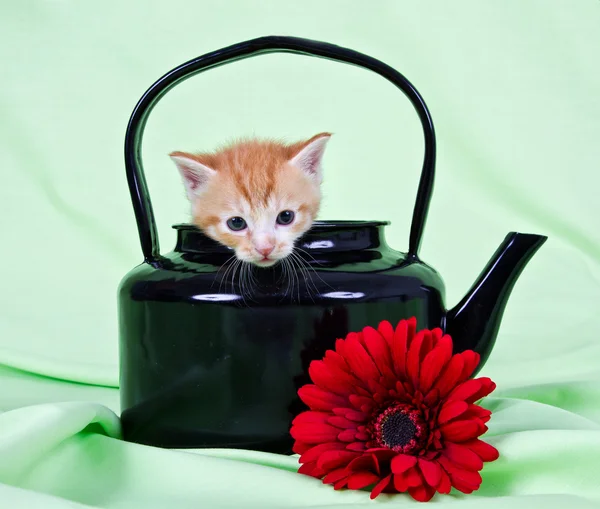 Siyah kazana oturan zencefil yavru kedi — Stok fotoğraf