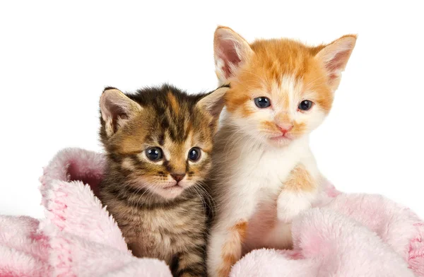 Два котенка, завернутые в розовое одеяло — стоковое фото