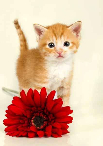 Kleines Kätzchen steht hinter einer roten Blume — Stockfoto