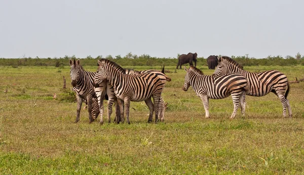 Herd of zebra on a grass plain — Stock Photo, Image