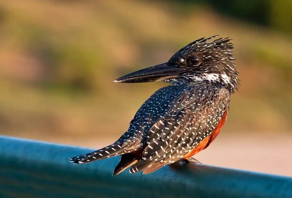 Giant kingfisher sitting on bridge — Stock Photo, Image