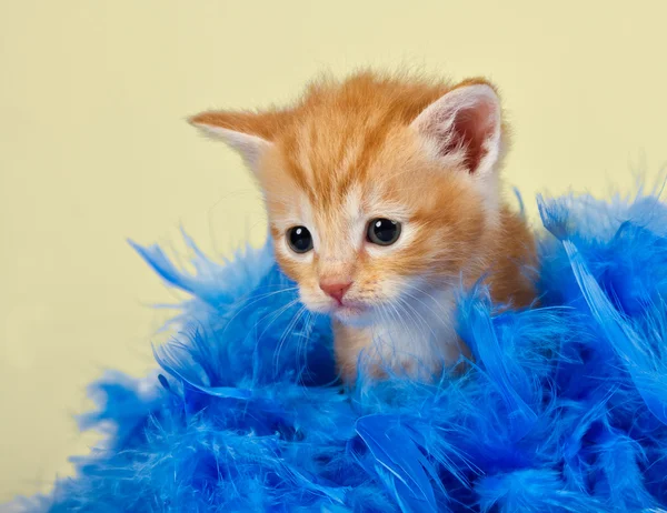 Roztomilé a roztomilý kotě, obklopený modrým peřím — Stock fotografie