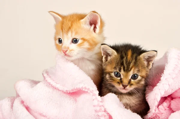 Два котенка в розовом одеяле — стоковое фото