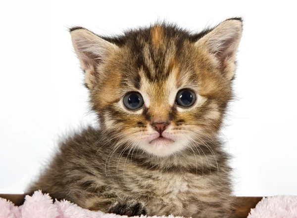 Kitten looking adorable and cute — Stock Photo, Image