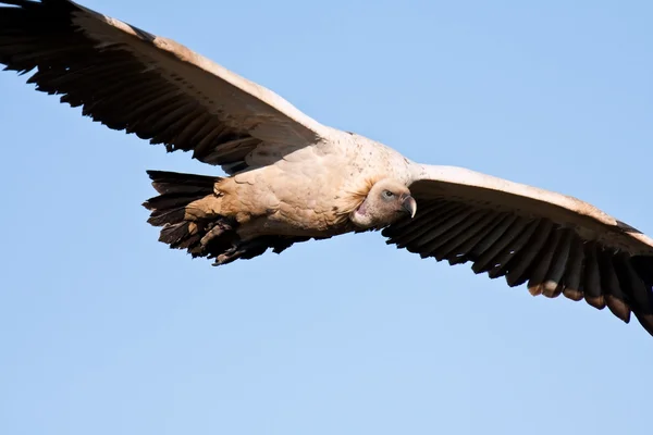 Vulture soaring flying against blue sky — Stock Photo, Image