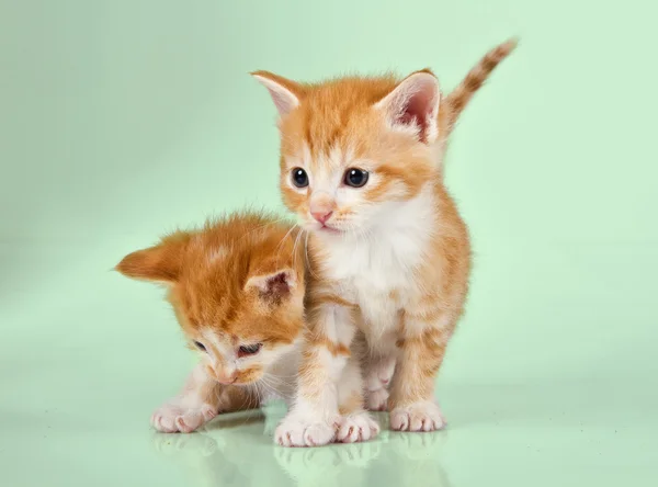 Dois gatinhos de gengibre em uma superfície verde — Fotografia de Stock