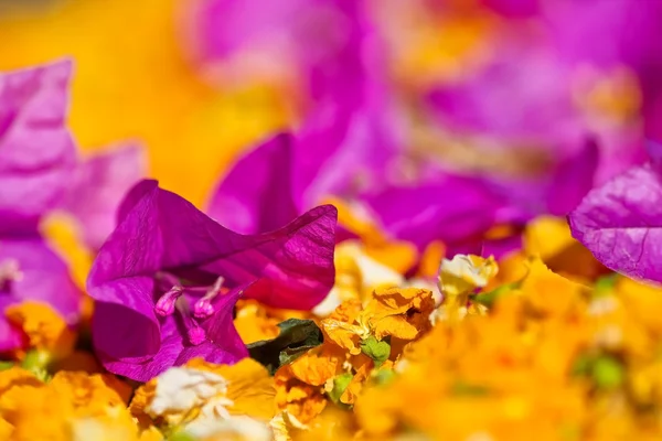 Paarse bloem met ondiepe dept van veld — Stockfoto