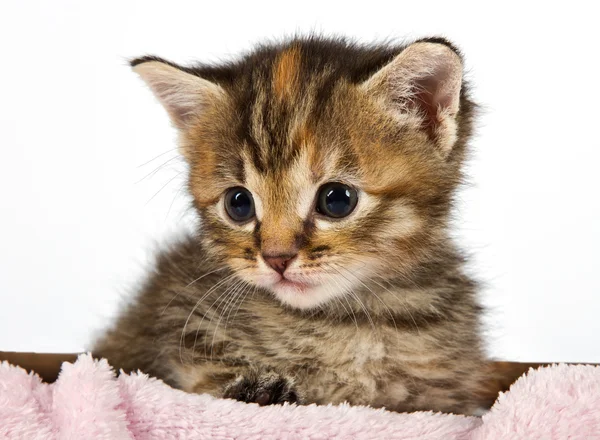 Μικρή γάτα κάθεται σε ένα καλάθι — Φωτογραφία Αρχείου