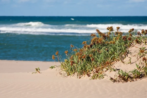 Herbe sur une dune de sable — Photo