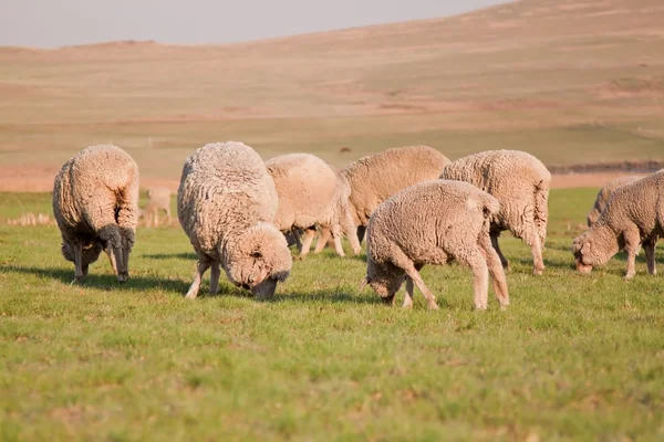 Herd of sheep feeding — Stock Photo, Image