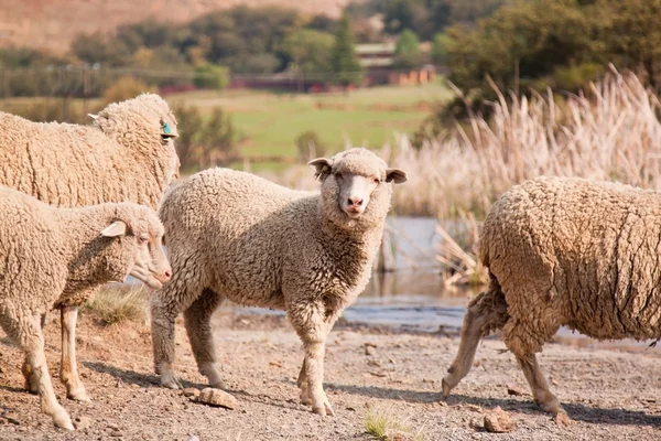 Sheep in the middle of a herd — Stock Photo, Image