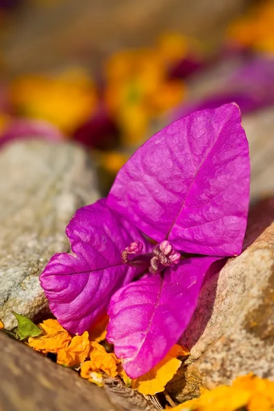 Une seule fleur violette couchée entre les rochers — Photo