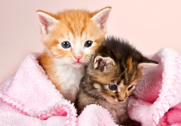 Baby kittens wrapped in a pink blanket — Zdjęcie stockowe