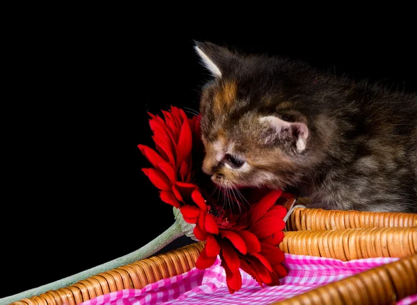 Cute kitten sniffing at a red flower — Stock Photo, Image