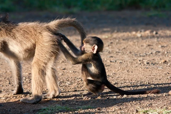 Baby baboon scratching another baboon — Stock Photo, Image