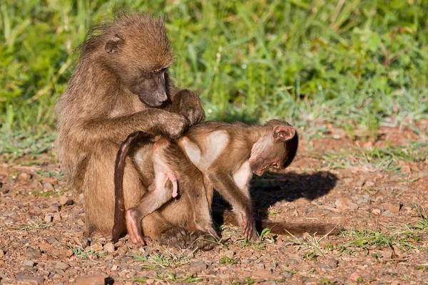 Mother baboon searching for ticks and fleas — Stock Photo, Image