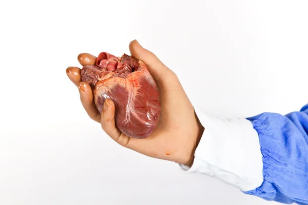 Кардиохирург держит сердце — стоковое фото