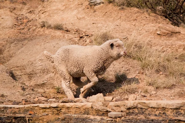 Sheep running over rocky area — Stock Photo, Image