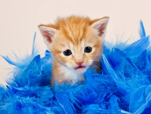 Chaton roux assis en plumes bleues — Photo