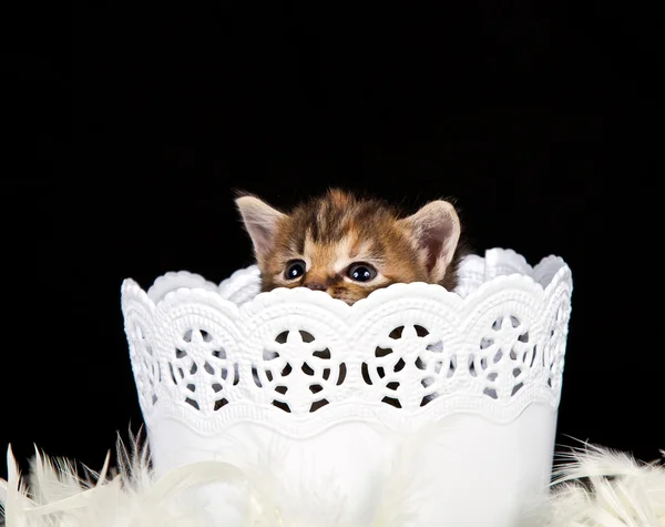 Petit chaton assis dans un panier blanc — Photo