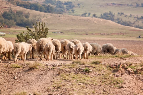 Flock of sheep walking in a row — Stock Photo, Image