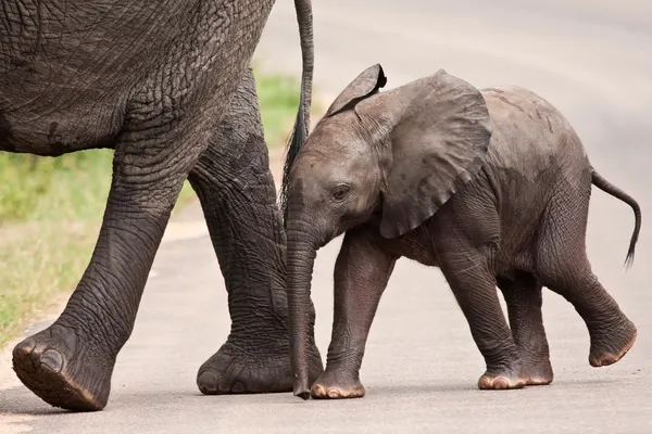 Маленький слоненок идет рядом со своей матерью — стоковое фото