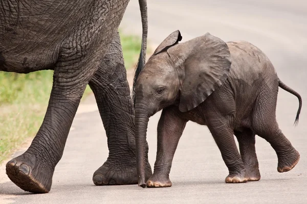 20 000+ Bébé Éléphant banque d'images et photos libres de droit