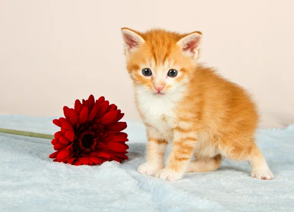 Adorável gatinho de pé ao lado de uma flor vermelha — Fotografia de Stock