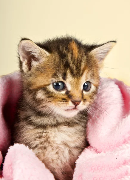 Kitten walking out of white basket — Stock Photo, Image