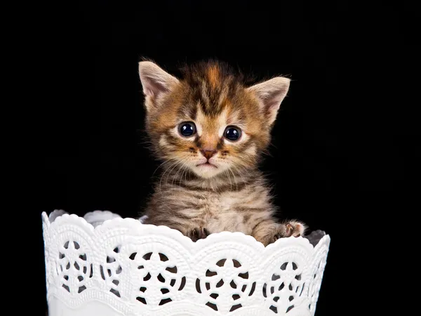 Kitten walking out of white basket — Stock Photo, Image