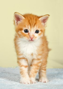 yavru kedi beyaz sepetten yürümek