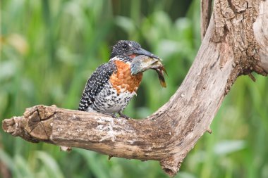 yavru kedi beyaz sepetten yürümek