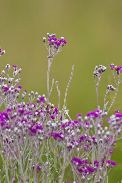 Chemin aux fleurs jaunes et violettes — Photo