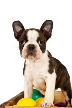 Boston terrier köpek oyna