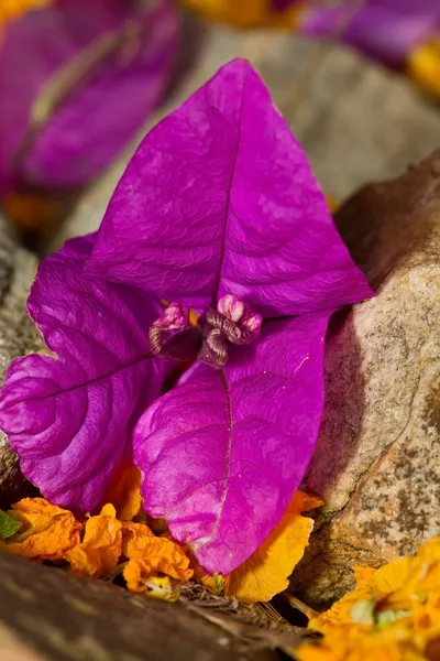 Flor roxa e laranja deitada no caminho — Fotografia de Stock