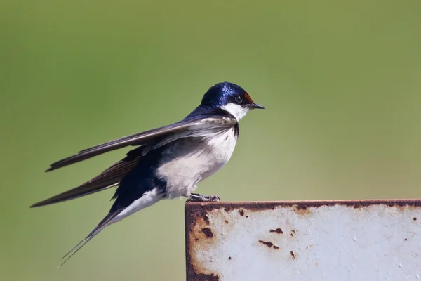 Vit throated swallow tagande av — Stockfoto