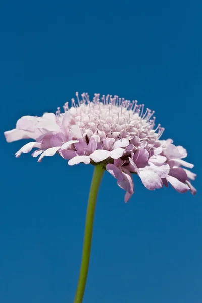 Lila virágok ellen, blue sky — Stock Fotó