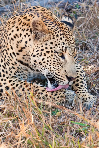 Леопард лежит в тени — стоковое фото